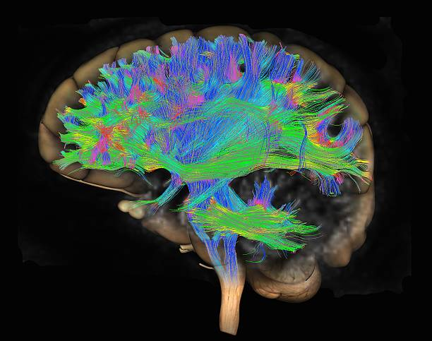 Abstract brain or neuron illustration