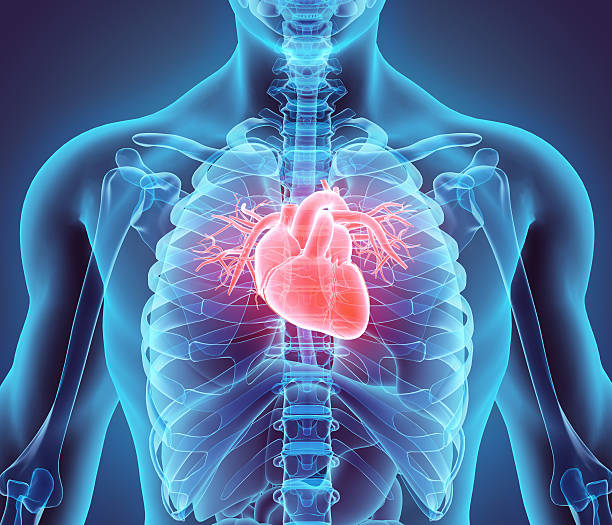 Medical or cardiovascular illustration